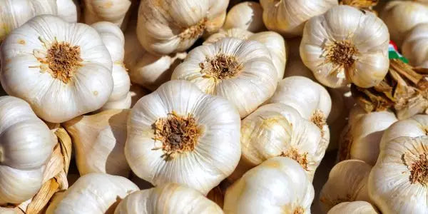 découvrez l'efficacité et les risques de l'utilisation de l'ail comme vermifuge naturel pour les chats, conseils et précautions à prendre.