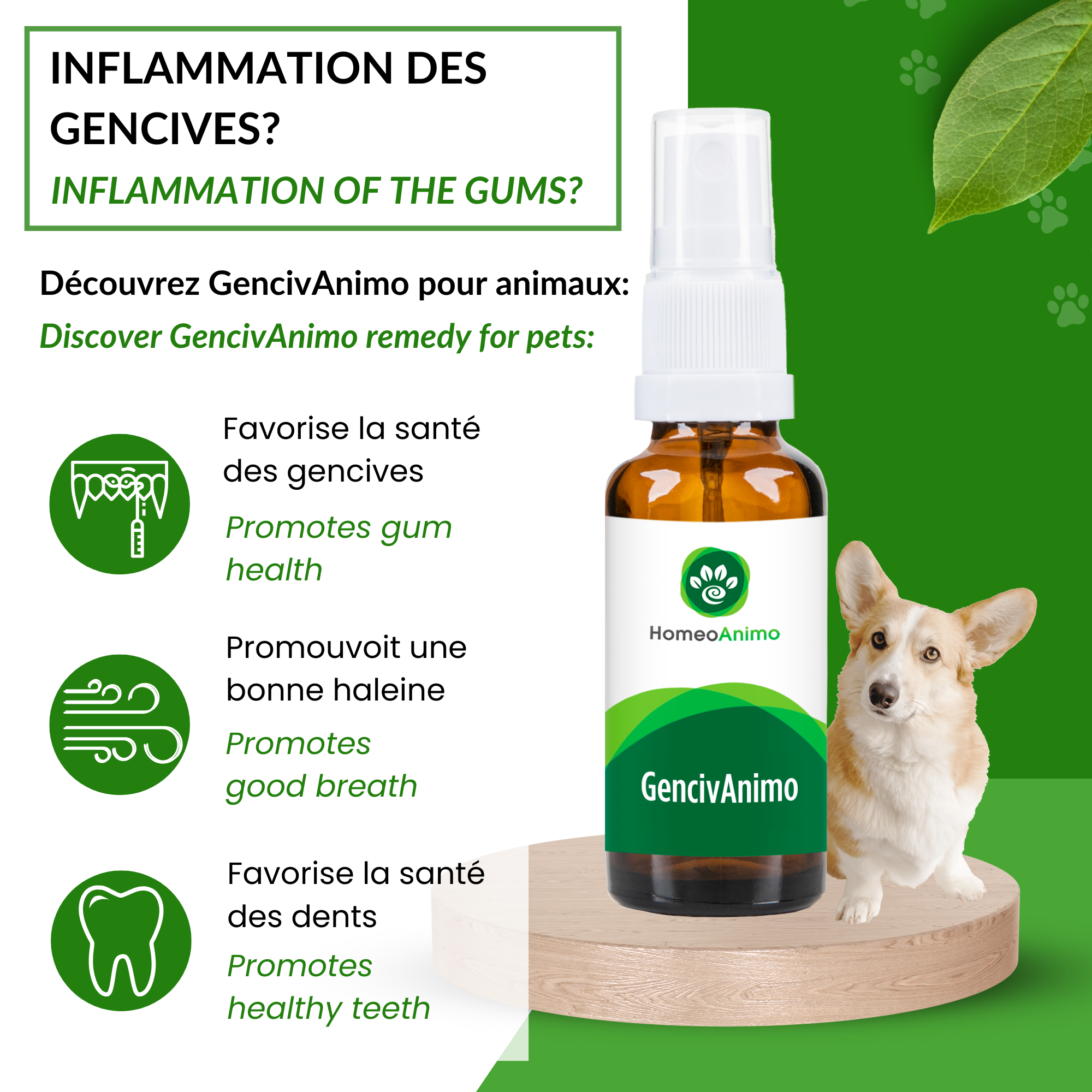 découvrez les meilleurs anti-inflammatoires pour traiter la gingivite chez le chat et soulager efficacement ses gencives enflammées.