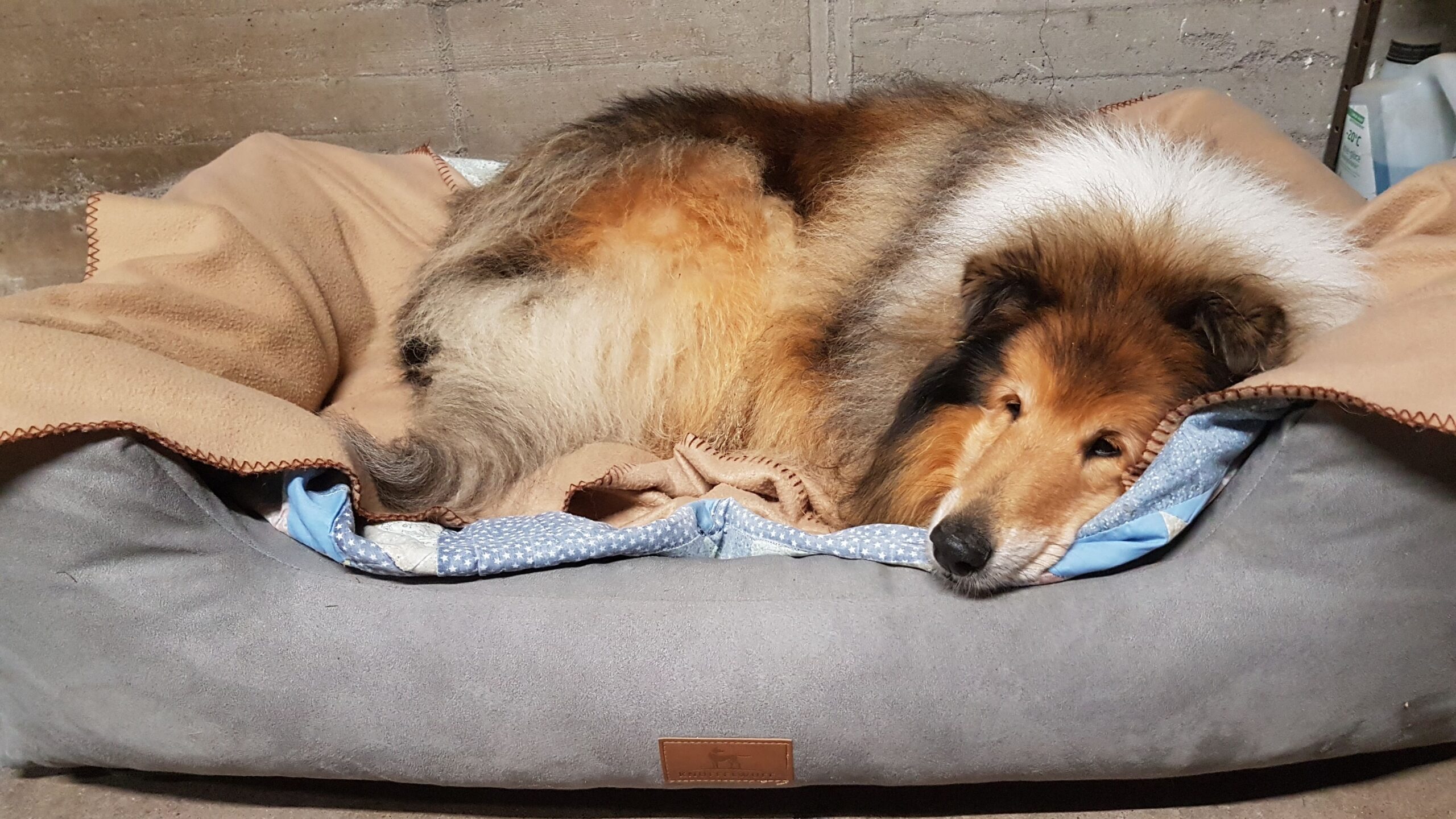 découvrez les meilleurs antibiotiques naturels pour chiens en 2025, des solutions efficaces et sûres pour préserver la santé de votre compagnon à quatre pattes.