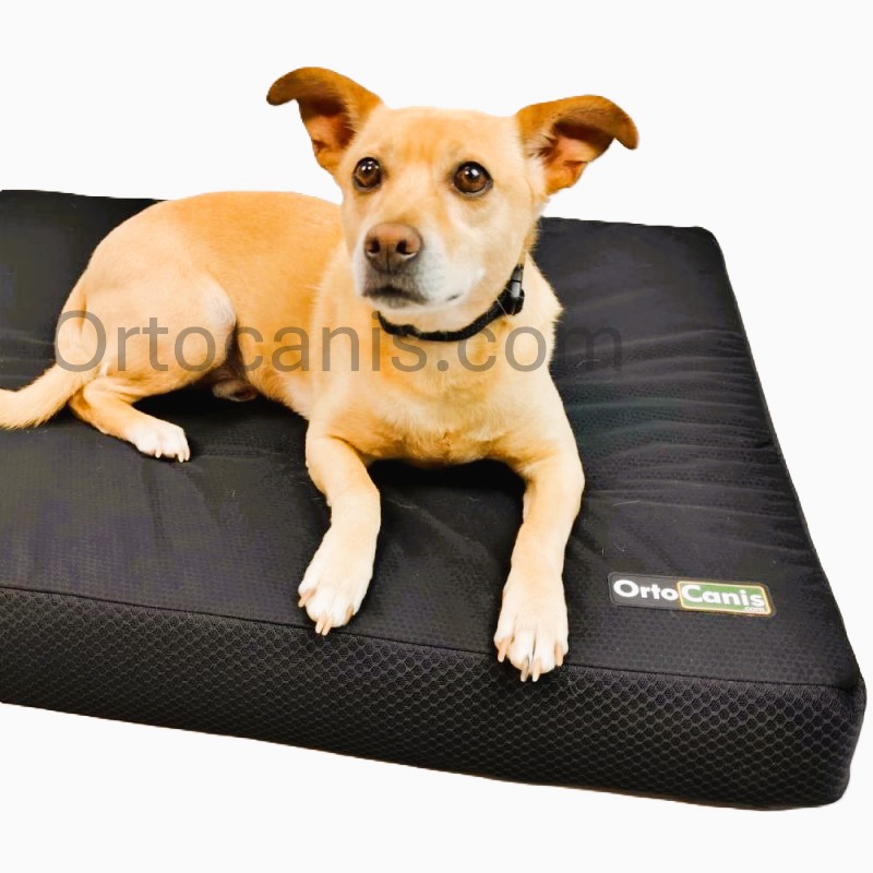 découvrez les causes courantes de l'affaiblissement de l'arrière-train de votre chien en 2025 et explorez des solutions efficaces pour améliorer sa mobilité et son bien-être.