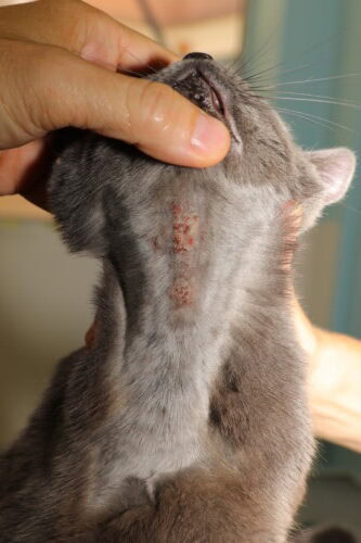 apprenez à reconnaître les blessures à la bouche chez le chat et découvrez les soins appropriés pour assurer son rétablissement rapide et en toute sécurité.