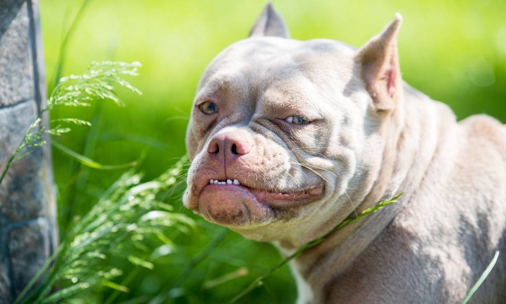 découvrez les causes des bruits de ventre chez le chien et apprenez les solutions efficaces pour apaiser votre compagnon à quatre pattes.