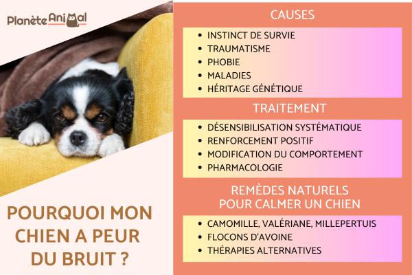 découvrez les causes possibles des bruits de ventre chez le chien et les solutions pour apaiser son confort digestif. conseils et astuces pour veiller à la santé de votre compagnon à quatre pattes.