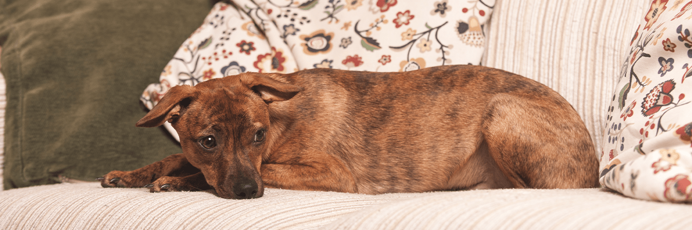 découvrez les causes courantes des bruits de ventre chez le chien et les solutions pour apaiser ses troubles digestifs. conseils pratiques pour le bien-être de votre animal.