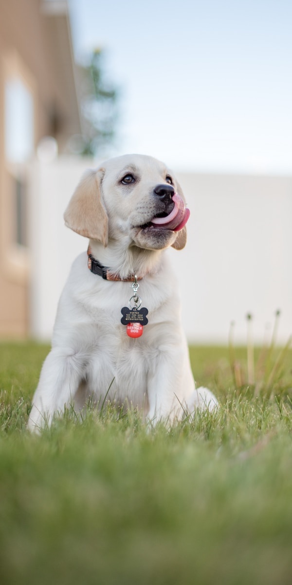 découvrez les causes possibles des bruits de ventre chez le chien, quand s’inquiéter, et nos conseils pour prendre soin de la santé digestive de votre animal.
