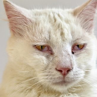 découvrez les causes possibles d'un chat saignant de la bouche et apprenez les soins appropriés pour assurer la santé bucco-dentaire de votre compagnon félin.