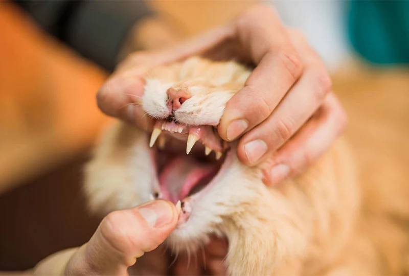 découvrez les causes possibles d'un saignement de la bouche chez le chat et les soins appropriés pour assurer la santé de votre animal.