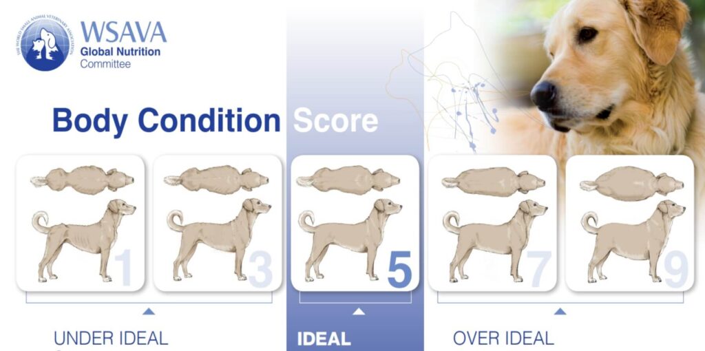 découvrez les causes possibles de la perte de poids et la faiblesse du train arrière chez le chien âgé, ainsi que des solutions pour améliorer sa santé et son bien-être.