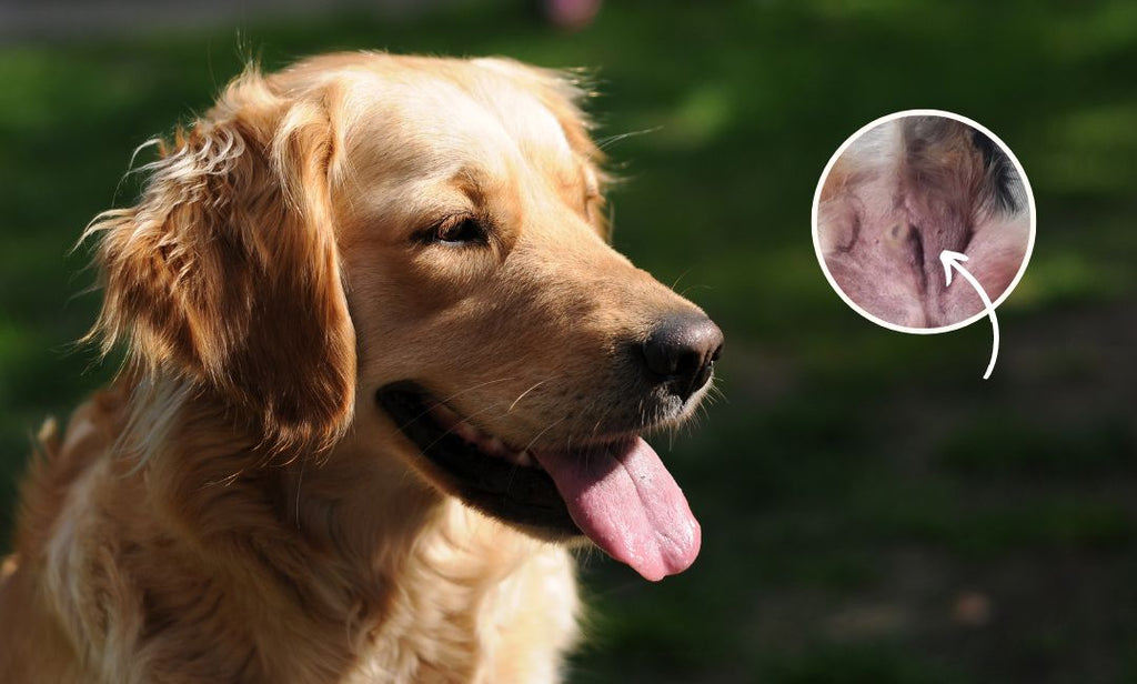 découvrez les causes des croûtes sur la peau de votre chien et les traitements efficaces pour soulager et prévenir ces irritations cutanées.