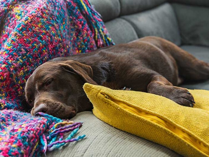 découvrez les principales causes qui peuvent rendre la marche difficile pour votre chien, ainsi que des solutions efficaces pour l'aider à retrouver sa mobilité et son bien-être.