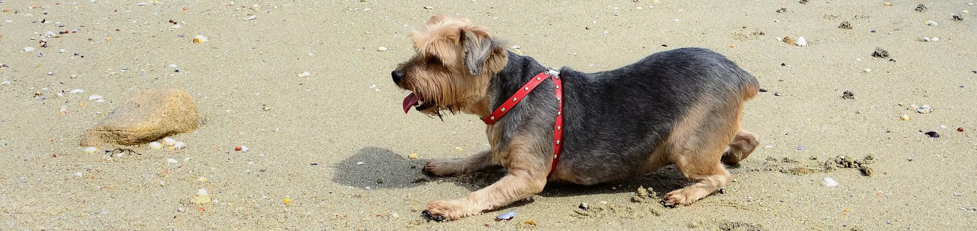 découvrez les principales causes du chien immobile et les solutions efficaces pour aider votre compagnon à retrouver son dynamisme et son bien-être.