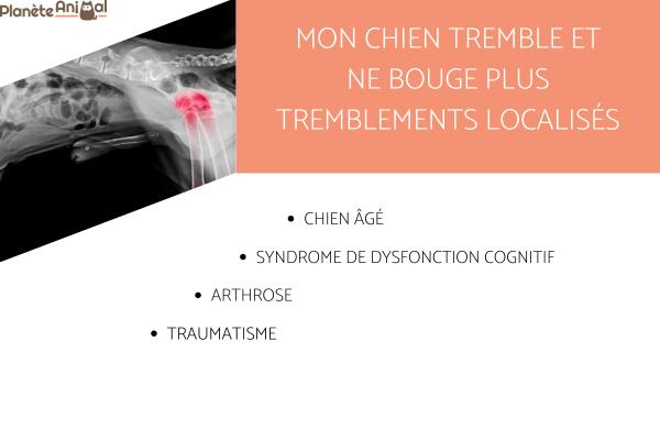 découvrez les causes possibles pour lesquelles un chien ne peut pas tenir sur ses pattes arrière et les solutions efficaces pour l'aider à retrouver sa mobilité.