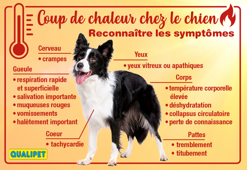 découvrez les causes, symptômes et solutions pour accompagner un chien infirme et améliorer sa qualité de vie au quotidien.