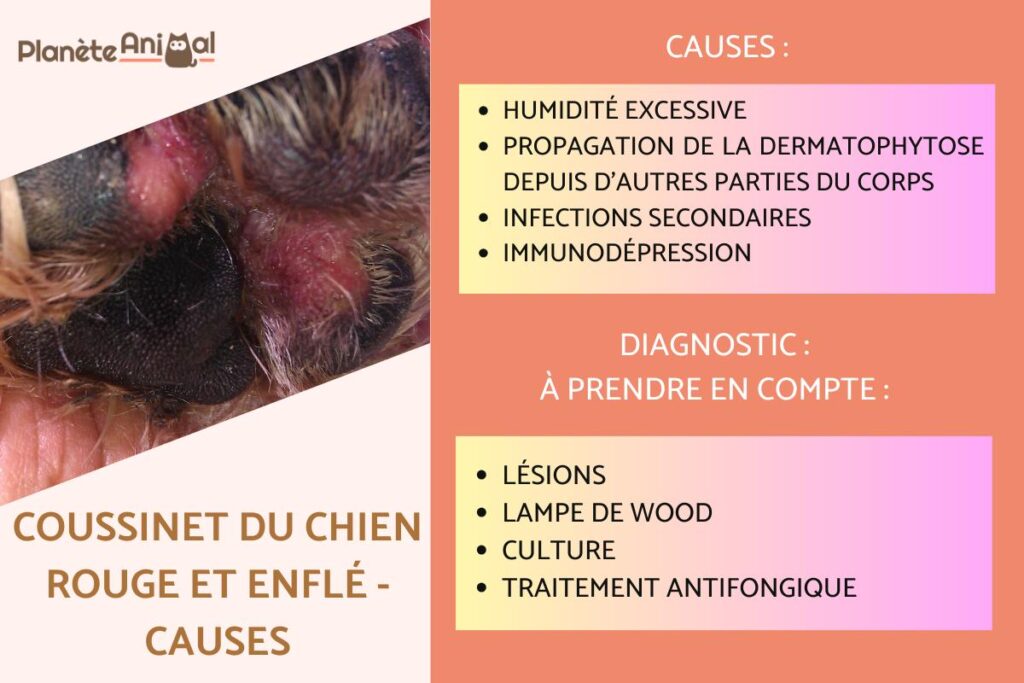 découvrez les causes du léchage excessif des coussinets chez le chien et les solutions efficaces pour soulager votre compagnon et prévenir les irritations.