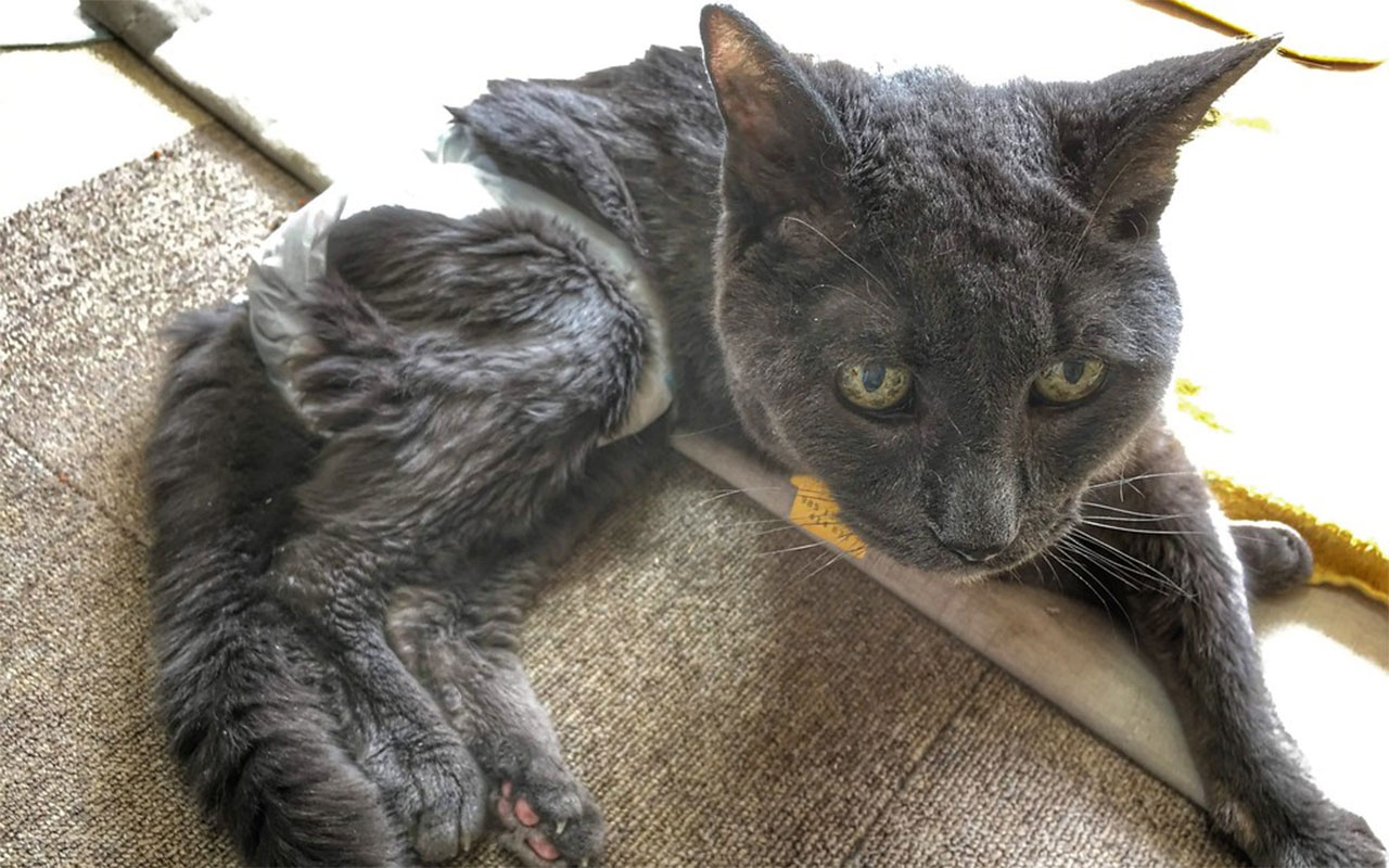 découvrez les causes possibles de la perte de poids à l’arrière chez le chien, les symptômes associés et des conseils pour agir rapidement et préserver la santé de votre compagnon.