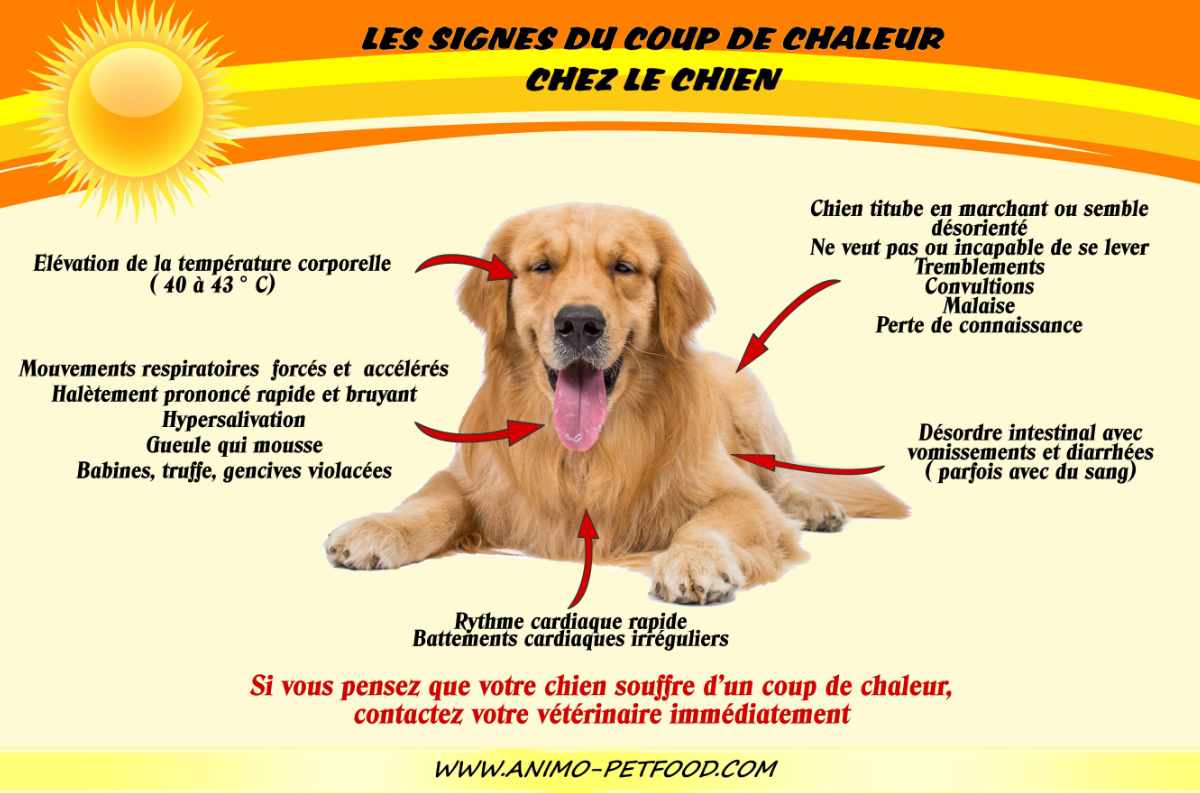 découvrez les causes possibles et solutions lorsque votre chien ne peut plus se lever. conseils vétérinaires pour soulager votre compagnon et améliorer sa mobilité.