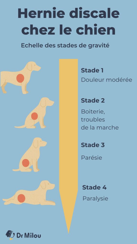 découvrez les causes possibles pour lesquelles votre chien ne se lève plus et les solutions adaptées pour l'aider à retrouver sa mobilité et son bien-être.