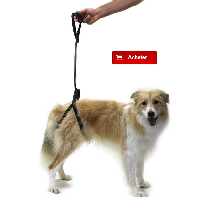 découvrez les causes possibles pour lesquelles votre chien ne se lève plus et les solutions adaptées pour l'aider à retrouver son énergie et son bien-être.