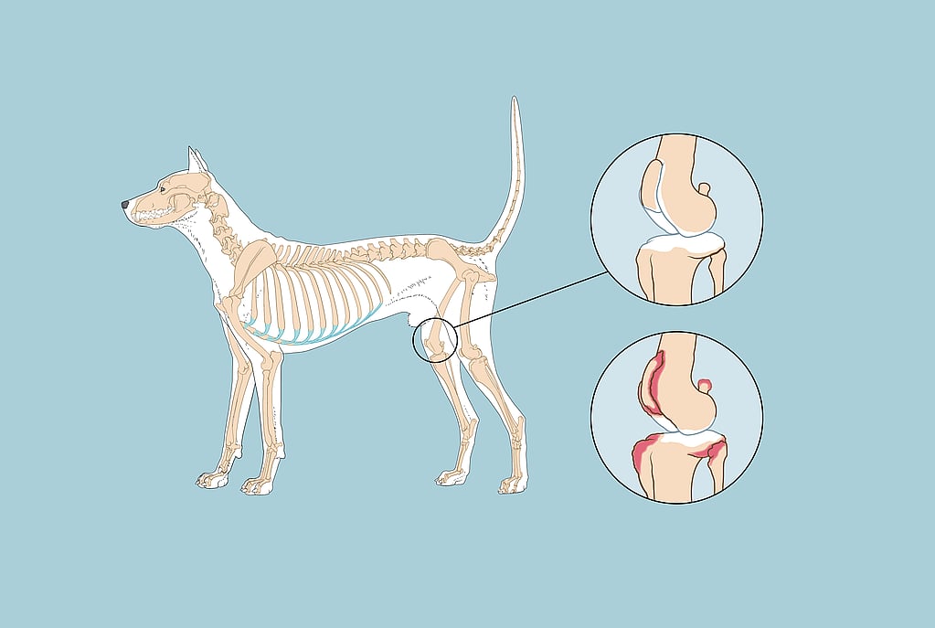découvrez les causes des pattes avant faibles chez le chien en 2025 et les solutions efficaces pour améliorer leur mobilité et leur bien-être.