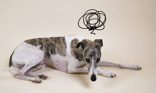 découvrez les causes courantes des pattes avant faibles chez le chien en 2025 et les solutions efficaces pour améliorer sa mobilité et son bien-être.