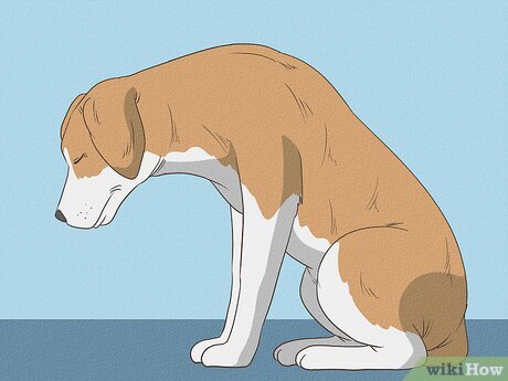 découvrez les causes possibles de la perte d'équilibre au niveau du train arrière chez le chien, ses symptômes et les solutions pour aider votre animal.