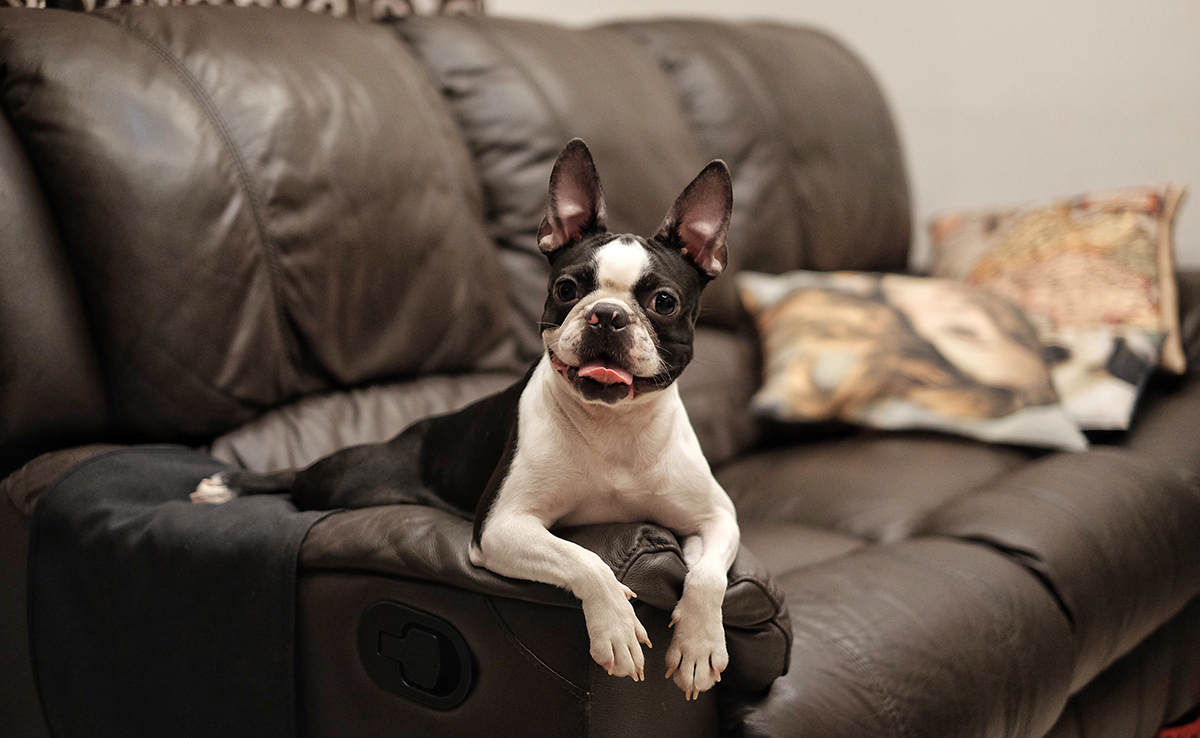 découvrez des solutions efficaces pour éliminer les mauvaises odeurs liées aux pets de votre chien et vivre dans un environnement plus sain et agréable.