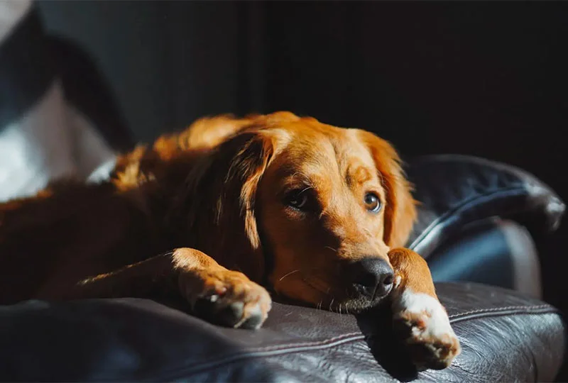 découvrez pourquoi votre chien se gratte la nuit et comment soulager ses démangeaisons pour un sommeil paisible.
