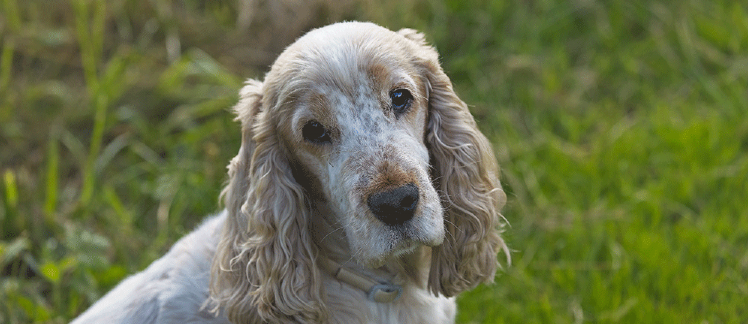 découvrez les causes possibles de la présence de sang dans les urines de votre chien en 2025 et les solutions efficaces pour traiter ce problème de santé.
