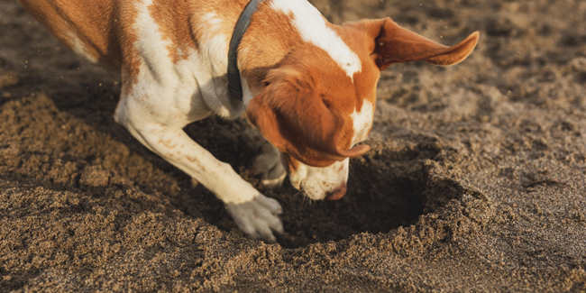 découvrez les causes courantes pour lesquelles votre chien se gratte et apprenez les solutions efficaces pour soulager son inconfort.