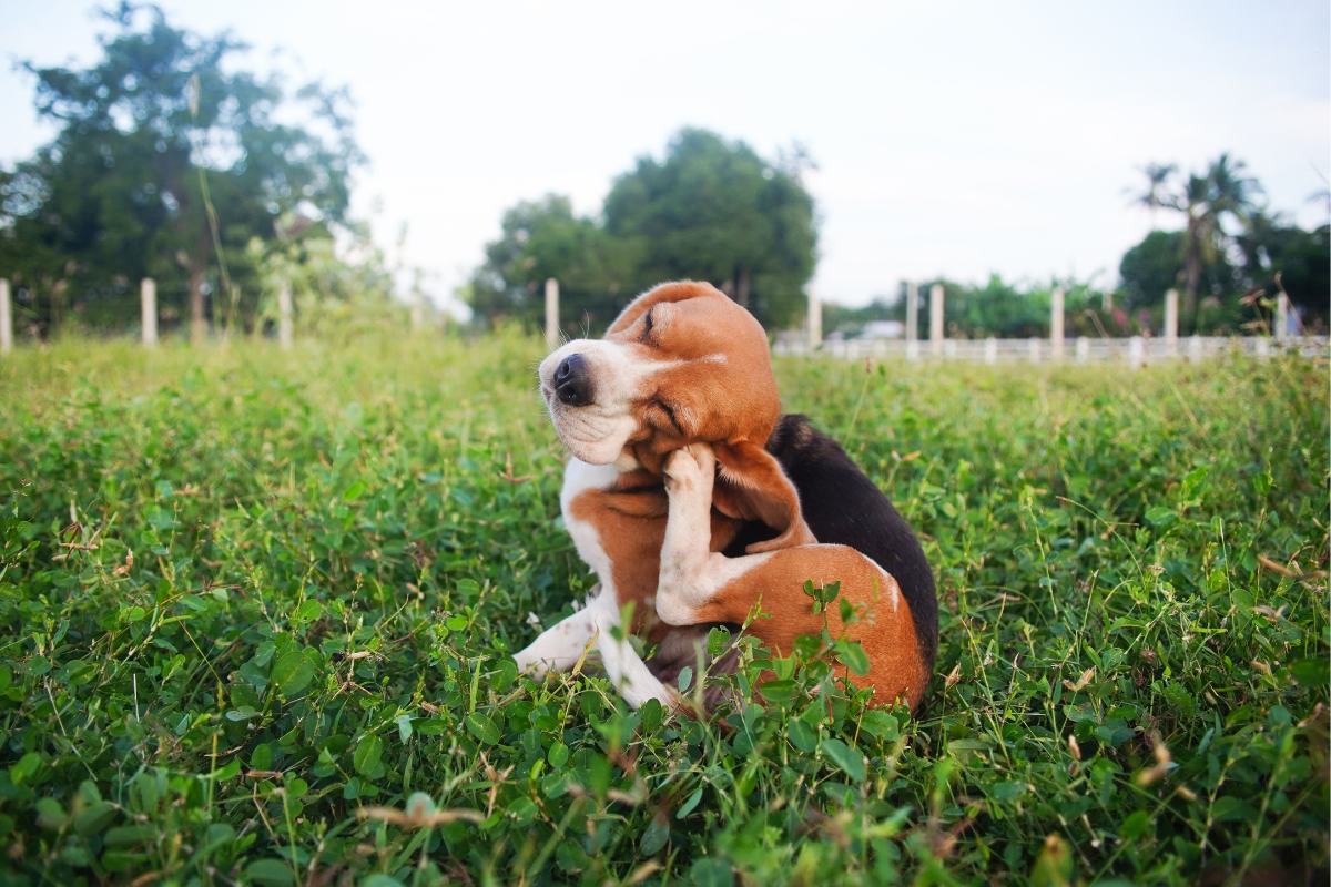 découvrez les principales causes pour lesquelles votre chien se gratte et les solutions efficaces pour soulager ses démangeaisons et améliorer son confort.