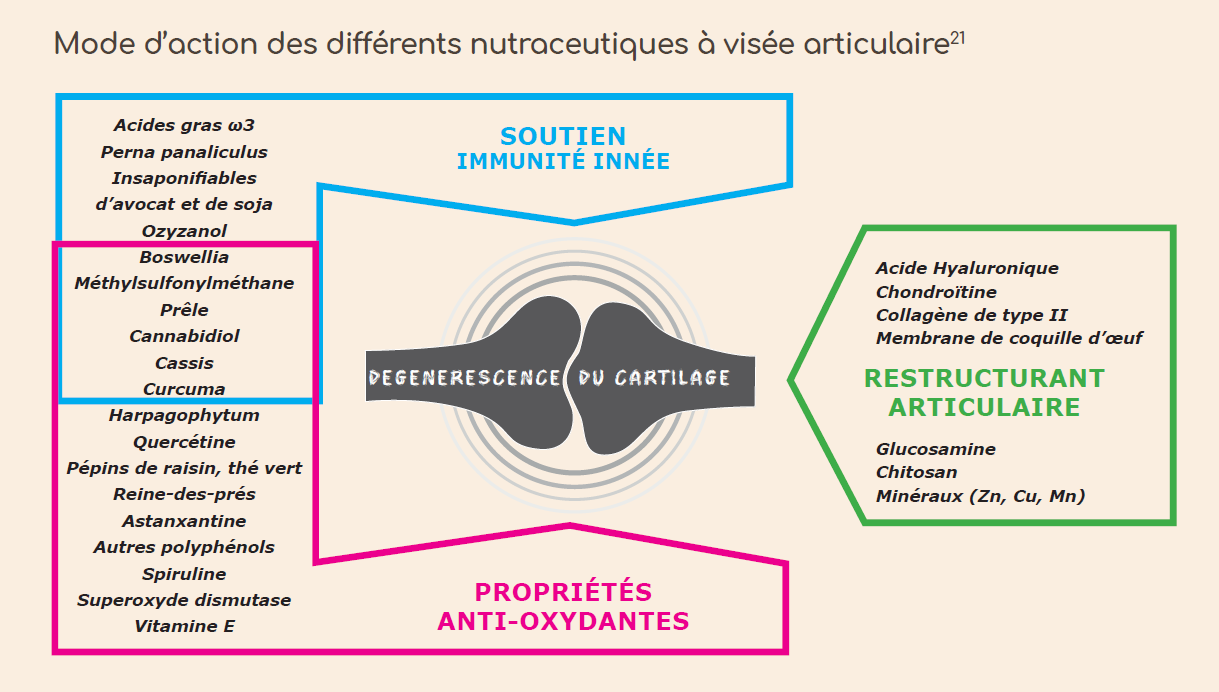 découvrez les meilleurs chondroprotecteurs naturels pour chiens en 2025 afin de soutenir la santé articulaire et améliorer la mobilité de votre compagnon à quatre pattes.