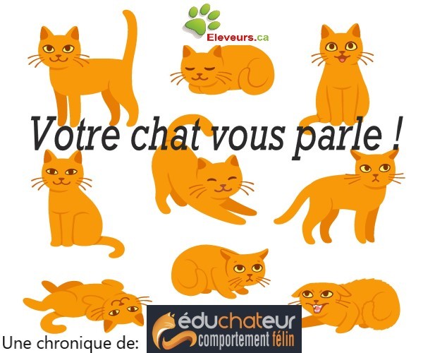 découvrez tout sur le comportement du chat : décryptage des attitudes, conseils pour comprendre ses réactions et améliorer votre relation avec votre félin au quotidien.