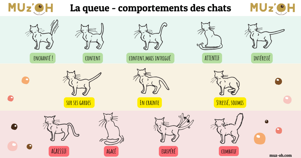 découvrez tout ce qu’il faut savoir sur le comportement du chat : explications de ses attitudes, conseils pour mieux comprendre et améliorer la relation avec votre félin. idéal pour propriétaires de chats curieux !