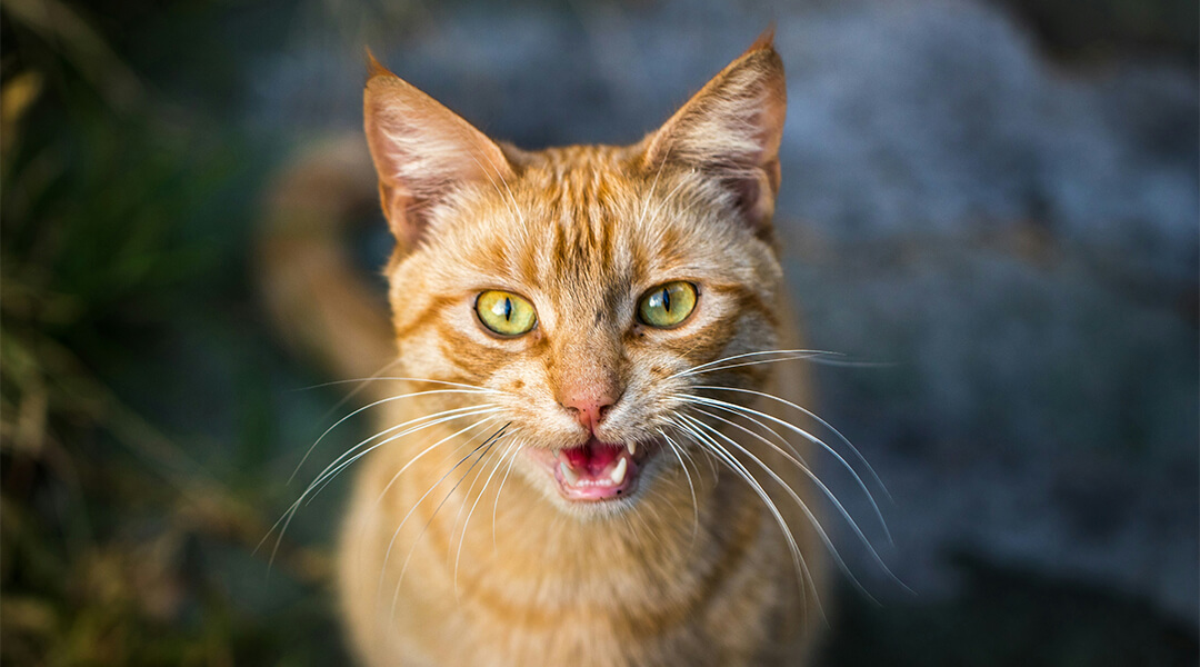 découvrez les causes courantes des comportements soudains chez le chat et apprenez des solutions efficaces pour y remédier afin d'assurer le bien-être de votre compagnon félin.