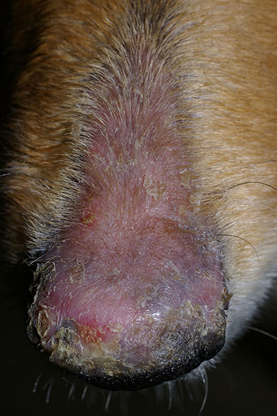 découvrez les causes courantes des croûtes sur le museau de votre chien et les traitements efficaces pour soulager et soigner votre animal.