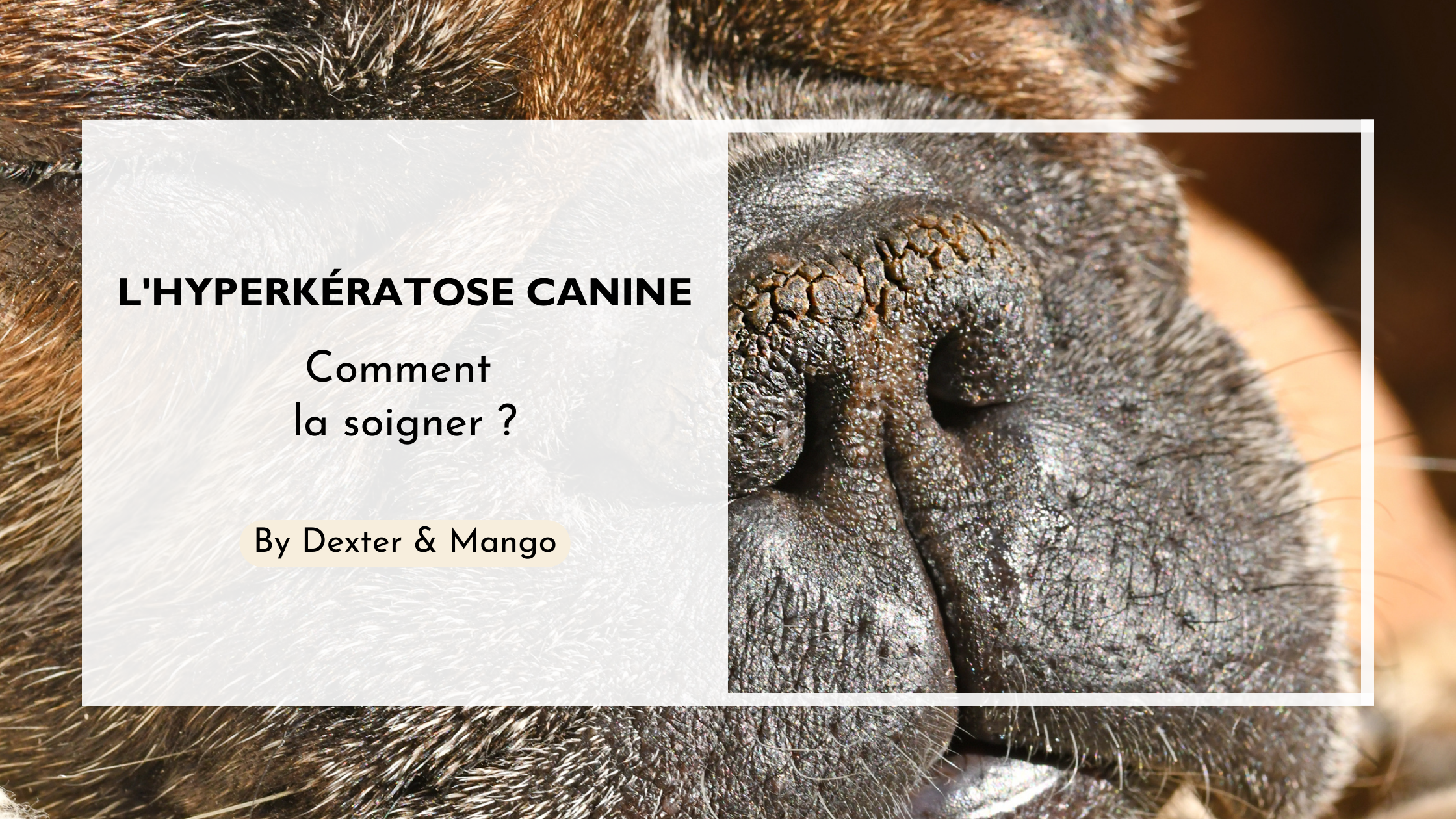 découvrez les causes courantes de la croûte sur le nez de votre chien et les traitements efficaces pour soulager et prévenir ce problème cutané.