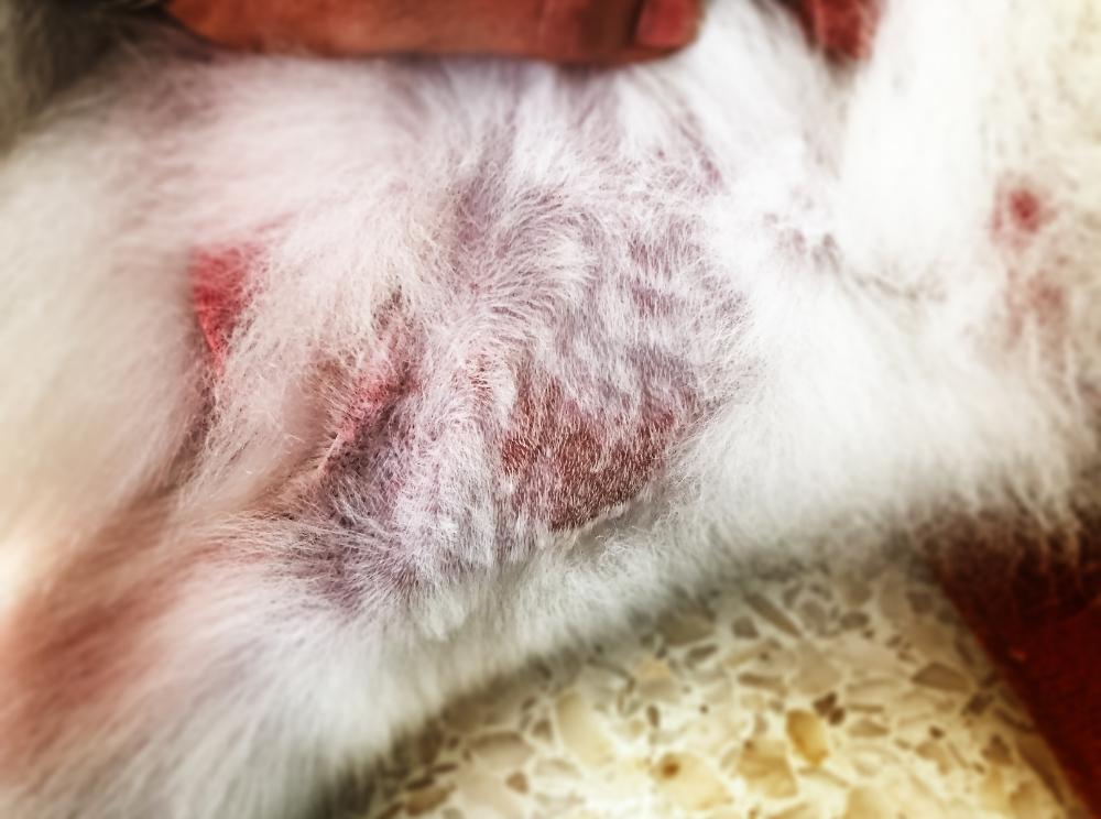 découvrez les causes courantes de la croûte noire chez le chien et les solutions efficaces pour traiter et prévenir ce problème dermatologique.