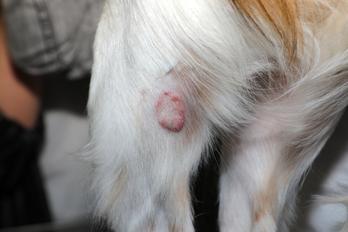 découvrez les causes courantes des croûtes sur la peau de votre chien et les traitements efficaces pour soulager et prévenir ces désagréments.