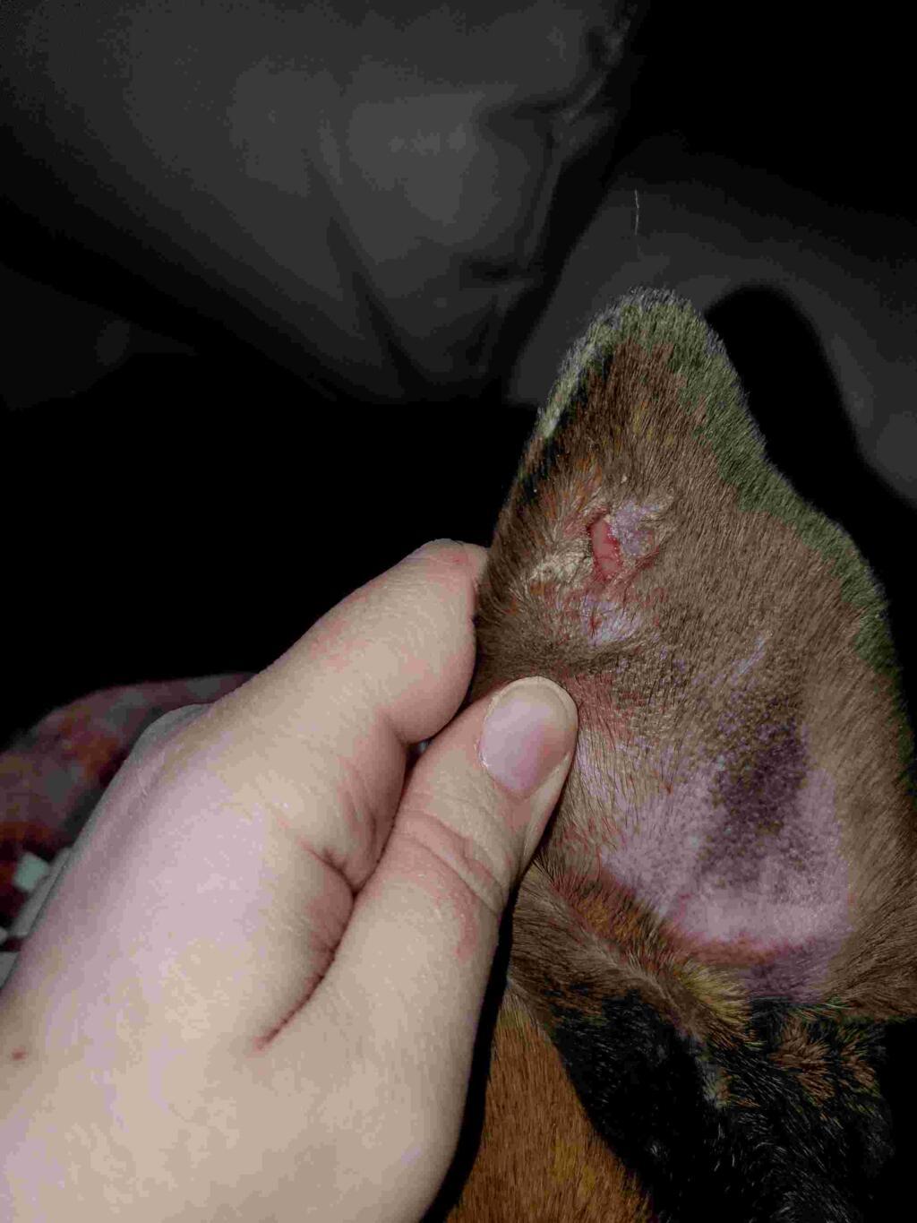 découvrez les causes courantes des croûtes sur la peau de votre chien et les traitements efficaces pour soulager et protéger son pelage.