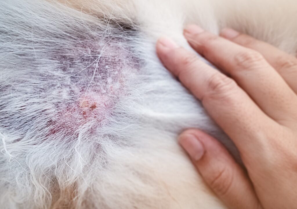 découvrez les causes courantes des croûtes sur la queue de votre chien et apprenez les meilleurs soins pour soulager et prévenir ce problème dermatologique.