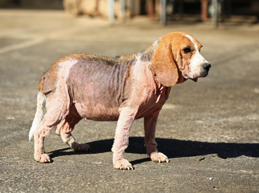 découvrez les causes courantes des croûtes sur la queue de votre chien et les meilleures méthodes de soins pour assurer son bien-être et une guérison rapide.