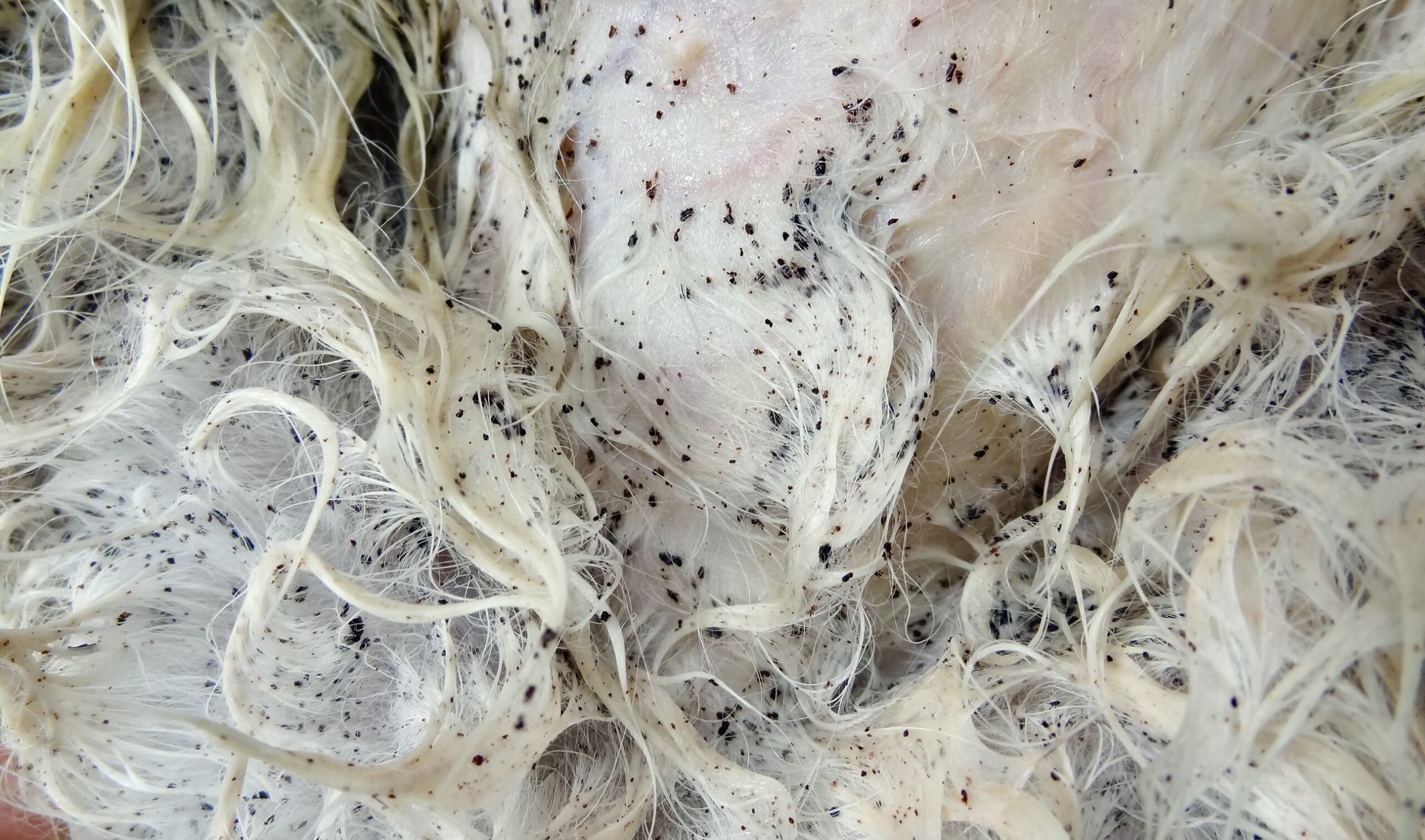 découvrez les causes des croûtes chez le chien liées aux puces et apprenez les traitements efficaces pour soulager votre animal et prévenir les infestations.