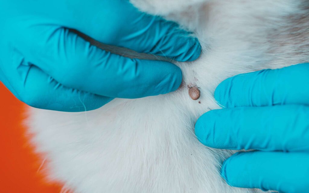 découvrez les causes des croûtes noires chez le chien et apprenez les traitements efficaces pour assurer la santé et le bien-être de votre animal.