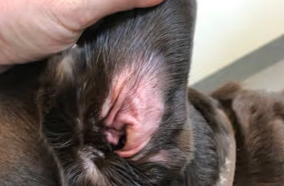 découvrez des remèdes efficaces pour soulager l'eczéma de l'oreille chez le chien. conseils, traitements naturels et solutions pour aider votre animal à retrouver le confort.