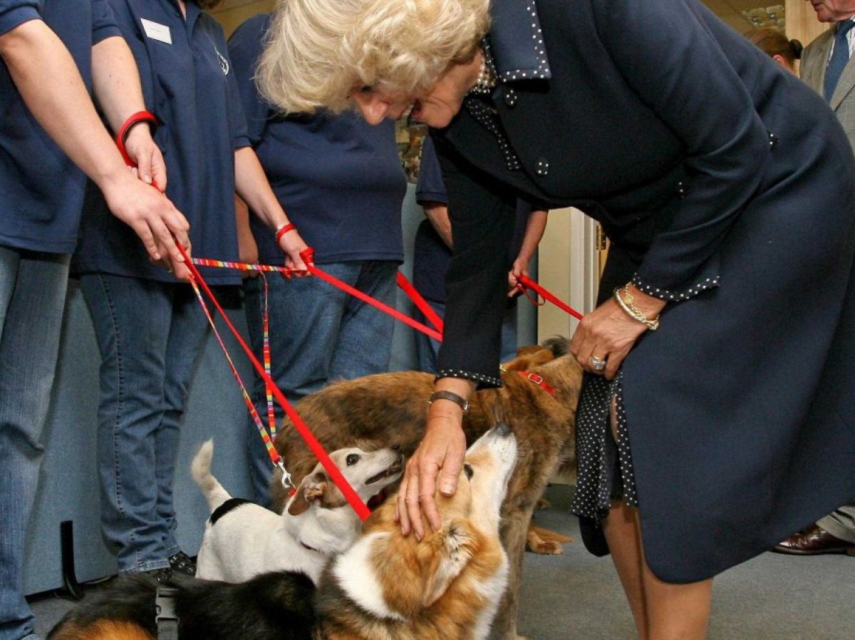 découvrez les causes courantes de la faiblesse du train arrière chez le chien en 2025 et les solutions adaptées pour améliorer sa mobilité et son bien-être.