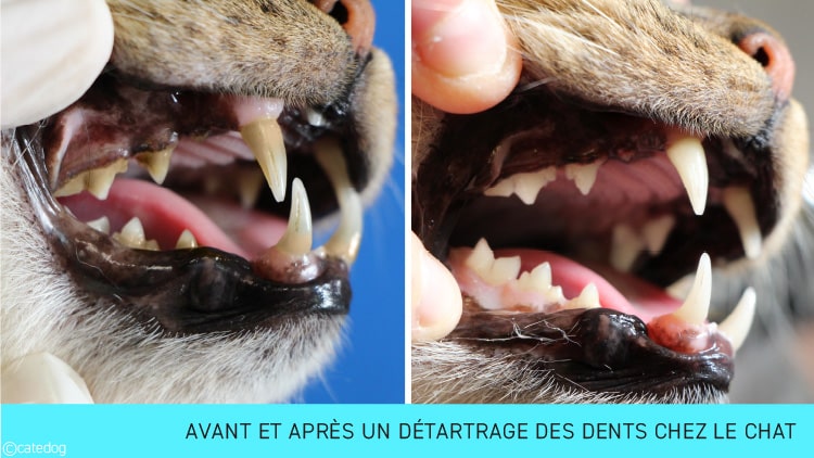 découvrez tout sur la gingivite du chat en 2025 : symptômes, causes, traitements et conseils pour protéger la santé bucco-dentaire de votre félin.