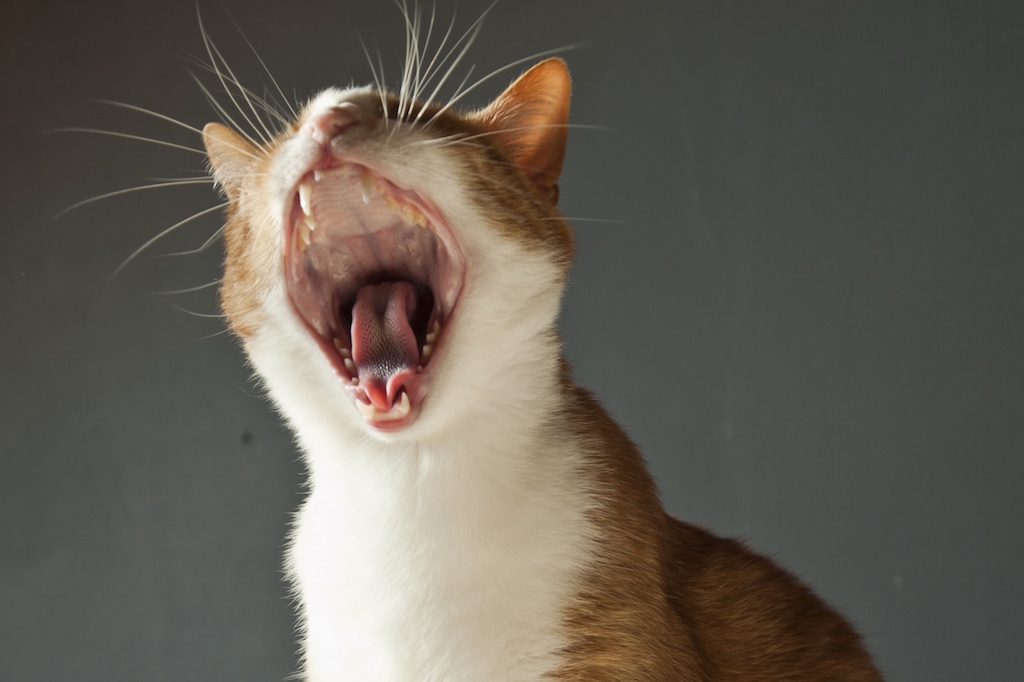 découvrez tout sur la gingivite du chat en 2025 : symptômes, traitements, prévention et conseils vétérinaires pour garantir la santé bucco-dentaire de votre félin.