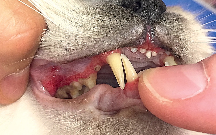 découvrez tout ce qu'il faut savoir sur la gingivite chez le chat en 2025 : symptômes, causes, traitements et conseils pour prévenir cette maladie bucco-dentaire féline.