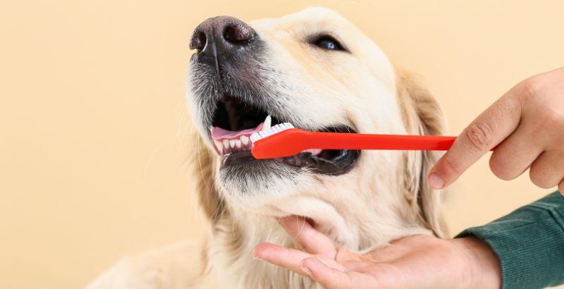 découvrez les solutions naturelles efficaces pour traiter la gingivite chez le chien en 2025 et assurer une santé bucco-dentaire optimale à votre compagnon.