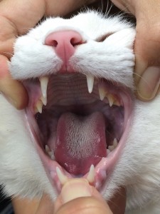 découvrez les causes, symptômes et traitements des infections buccales chez le chat pour assurer sa santé et son bien-être.